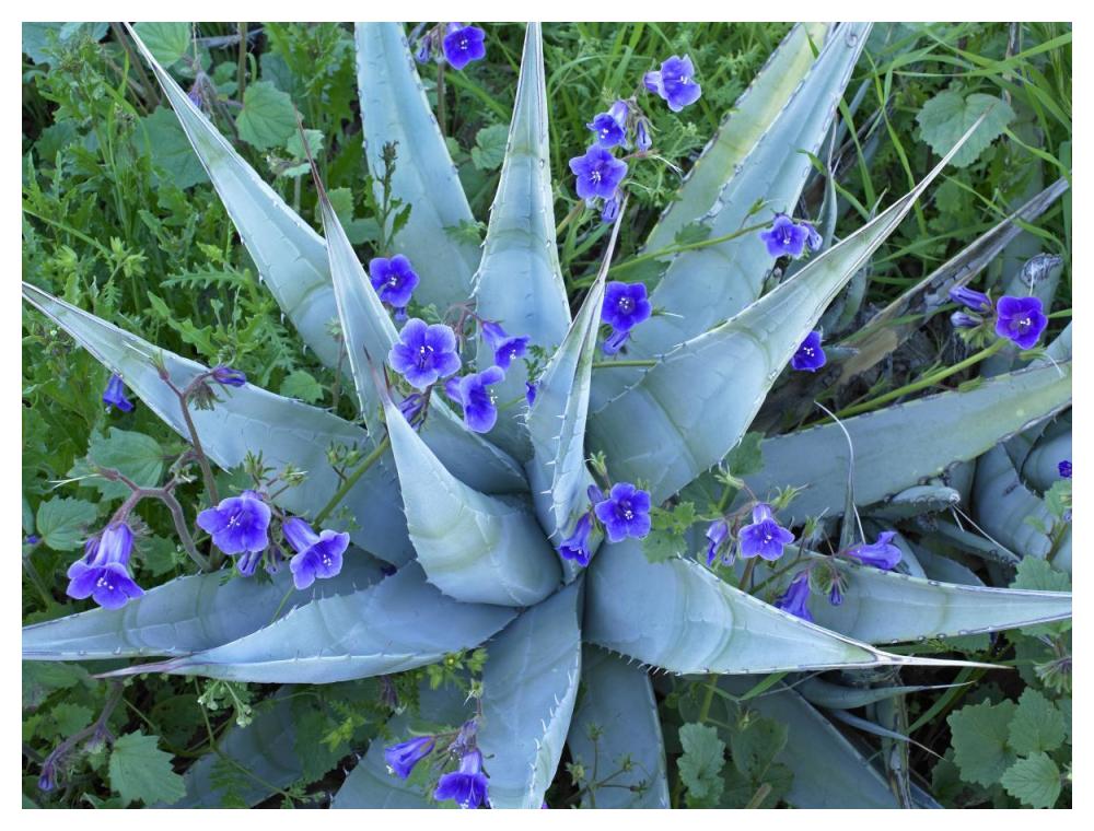 Desert Bluebell And Agave North America-Paper Art-50X38