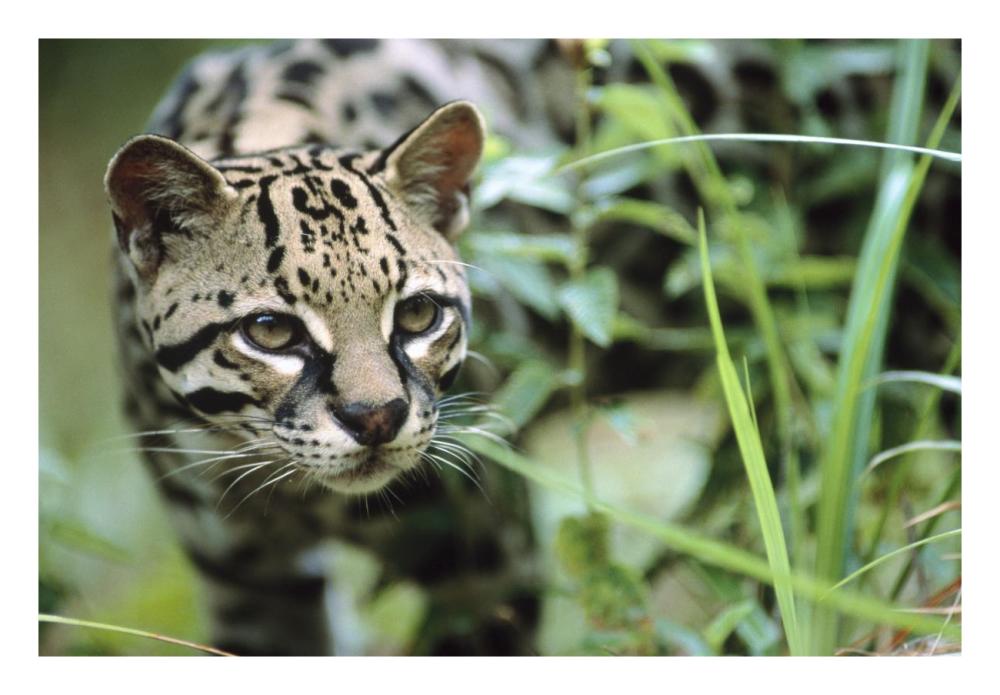 Ocelot Portrait, Belize, Central America-Paper Art-26X18