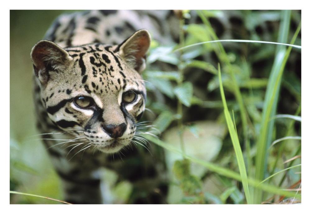 Ocelot Portrait, Belize, Central America-Paper Art-32X22
