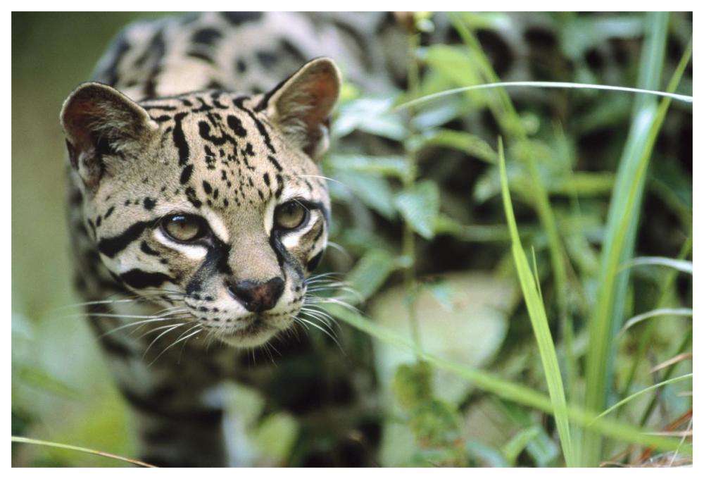 Ocelot Portrait, Belize, Central America-Paper Art-62X42