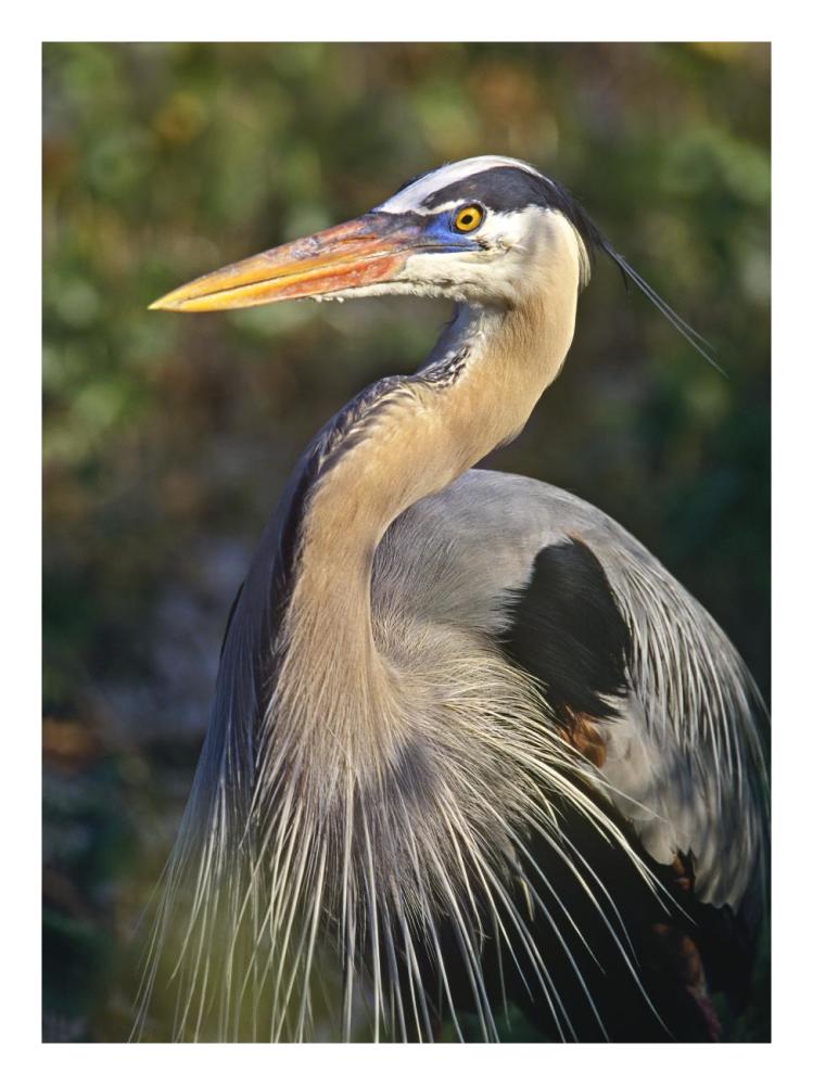 Great Blue Heron Portrait, North America-Paper Art-20X26