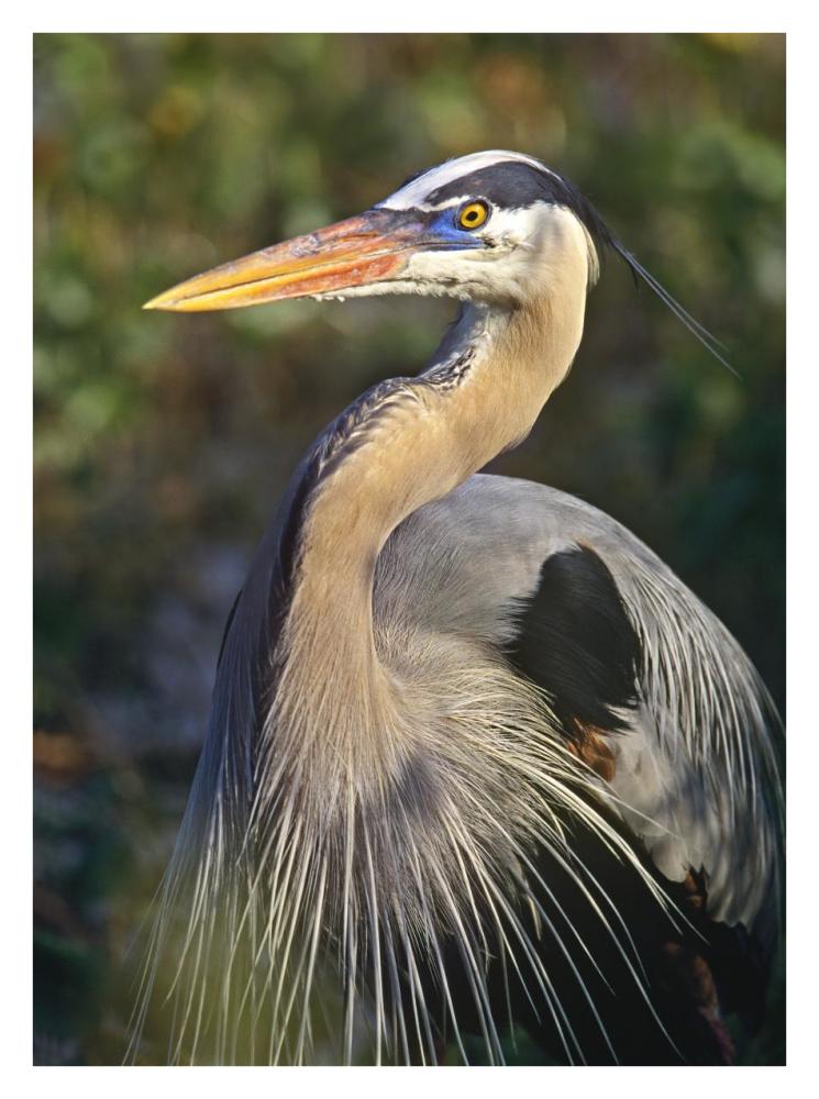 Great Blue Heron Portrait, North America-Paper Art-26X34