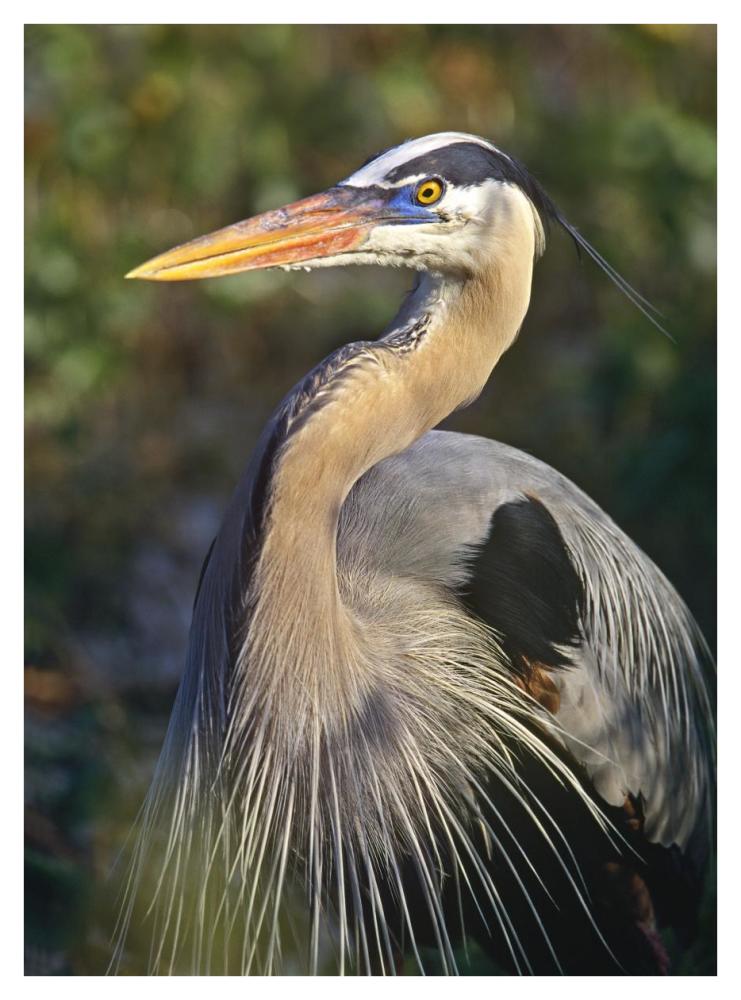Great Blue Heron Portrait, North America-Paper Art-32X42
