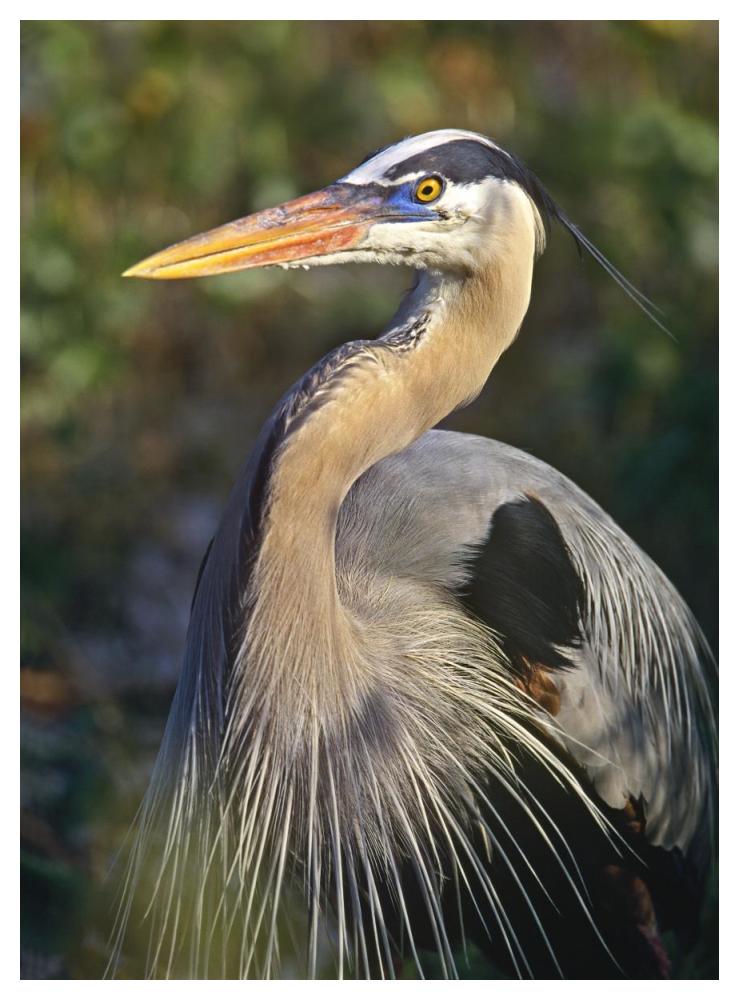 Great Blue Heron Portrait, North America-Paper Art-38X50