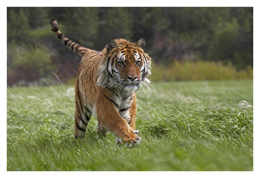Siberian Tiger Running, Native To Russia-Paper Art-20X14