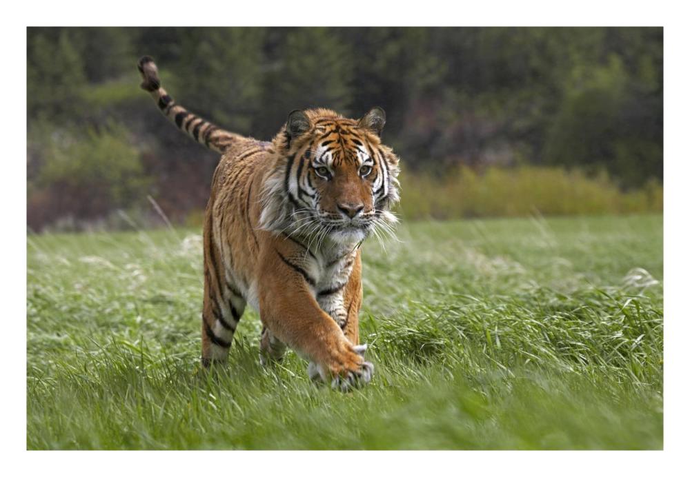 Siberian Tiger Running, Native To Russia-Paper Art-26X18