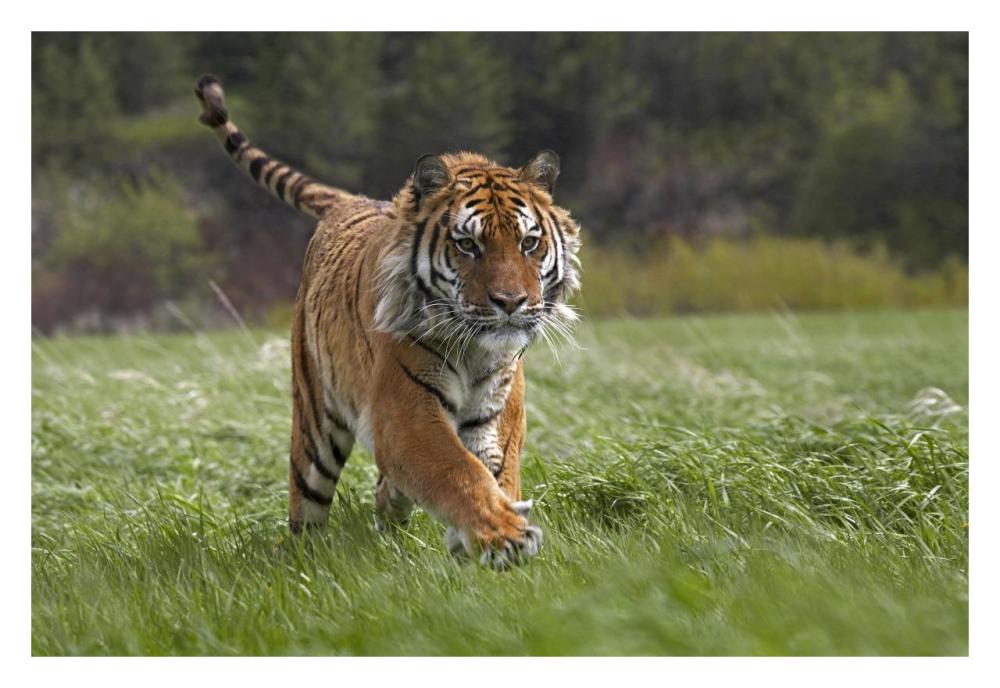 Siberian Tiger Running, Native To Russia-Paper Art-32X22