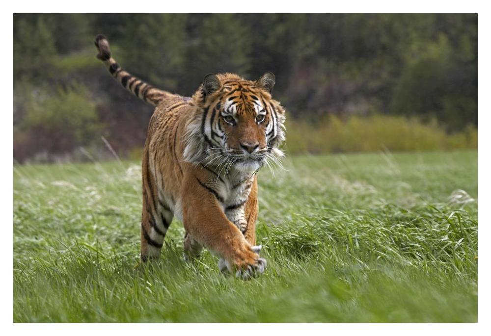 Siberian Tiger Running, Native To Russia-Paper Art-38X26