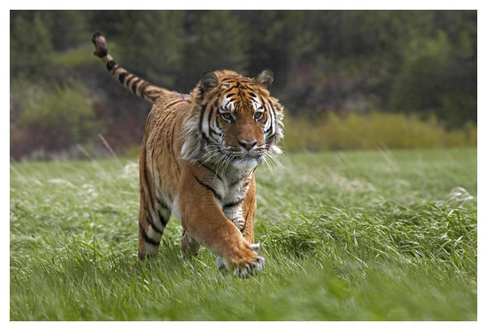 Siberian Tiger Running, Native To Russia-Paper Art-50X34