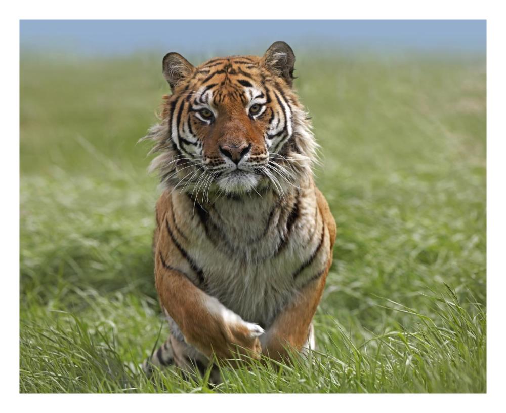 Siberian Tiger Running, Native To Russia-Paper Art-26X22