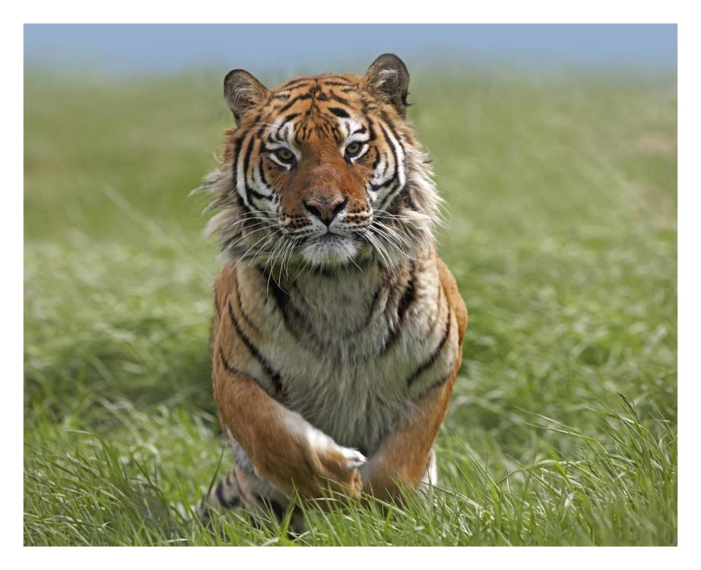 Siberian Tiger Running, Native To Russia-Paper Art-30X24