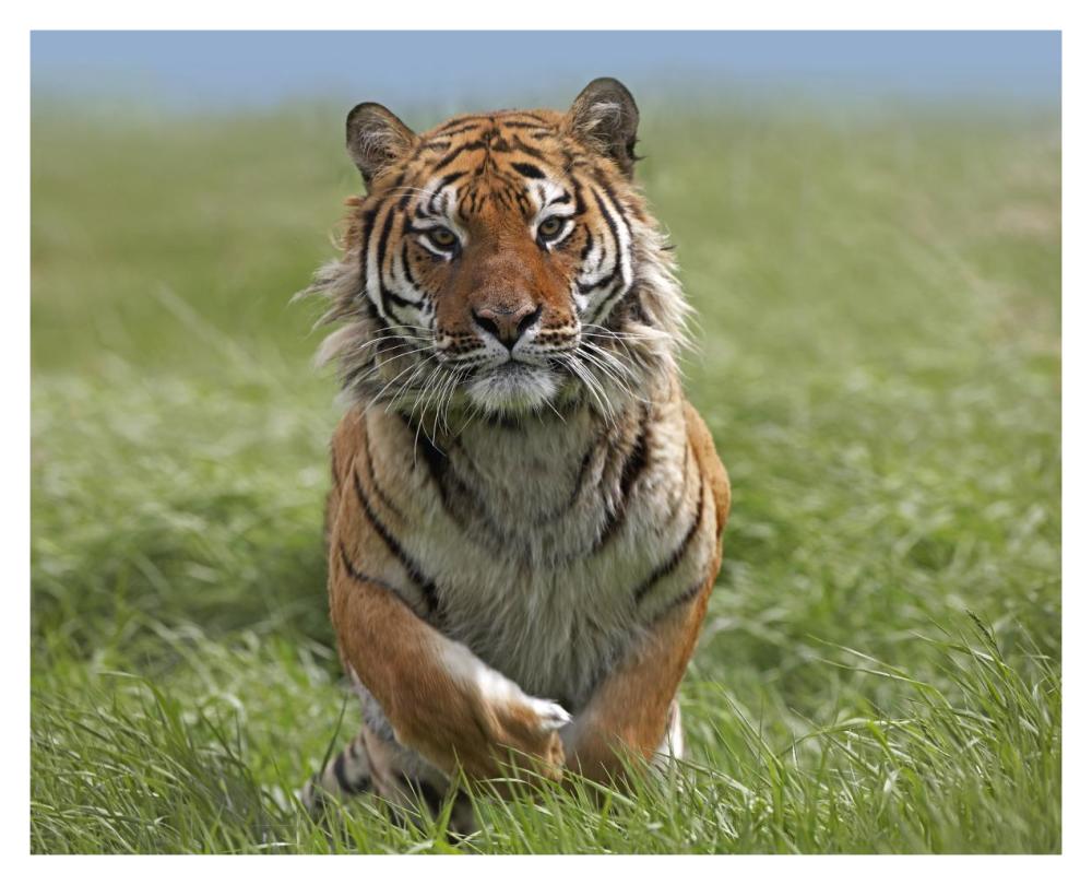 Siberian Tiger Running, Native To Russia-Paper Art-37X30
