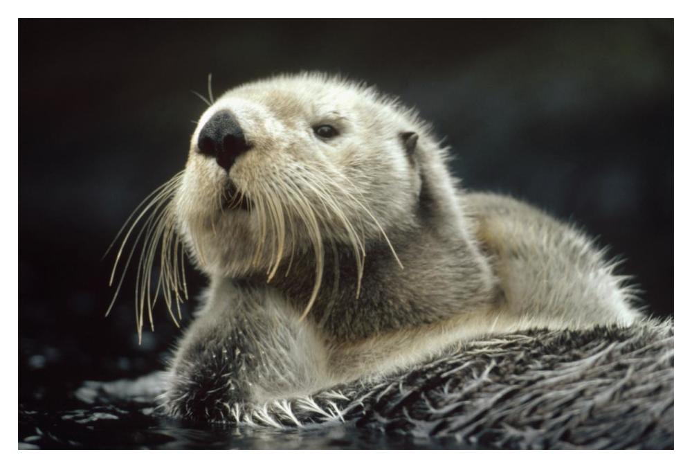 Sea Otter Floating In Kelp, North America-Paper Art-20X14