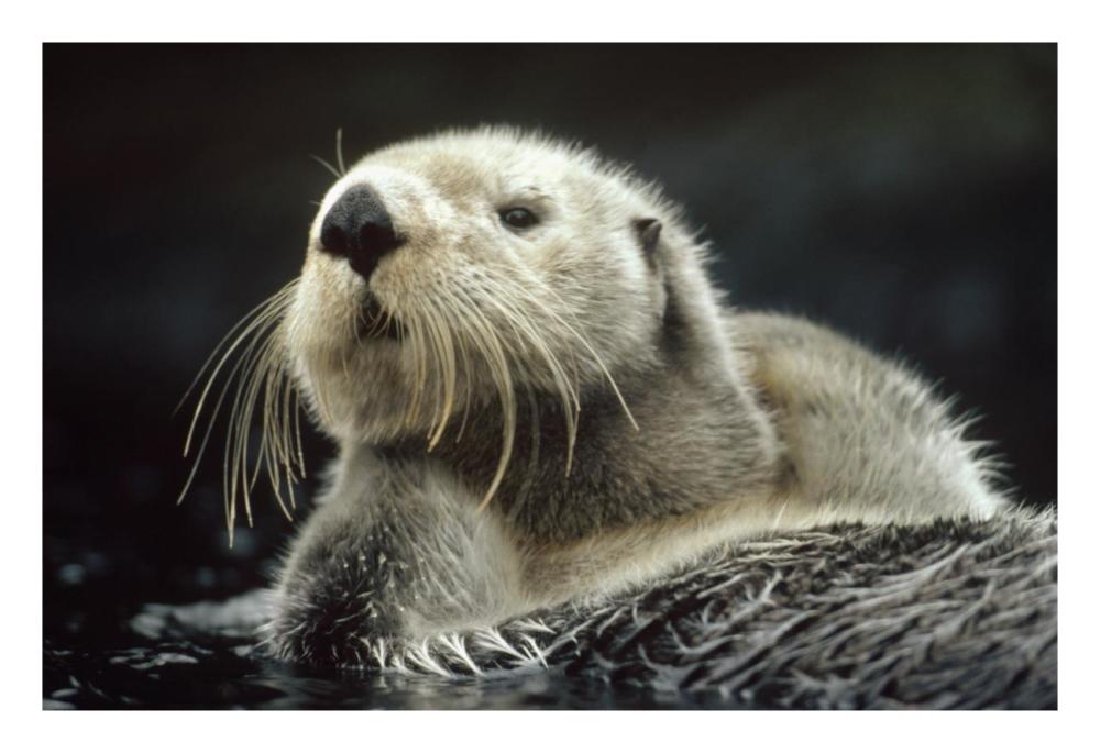 Sea Otter Floating In Kelp, North America-Paper Art-26X18