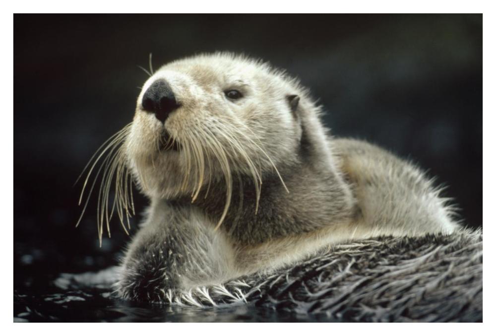 Sea Otter Floating In Kelp, North America-Paper Art-38X26