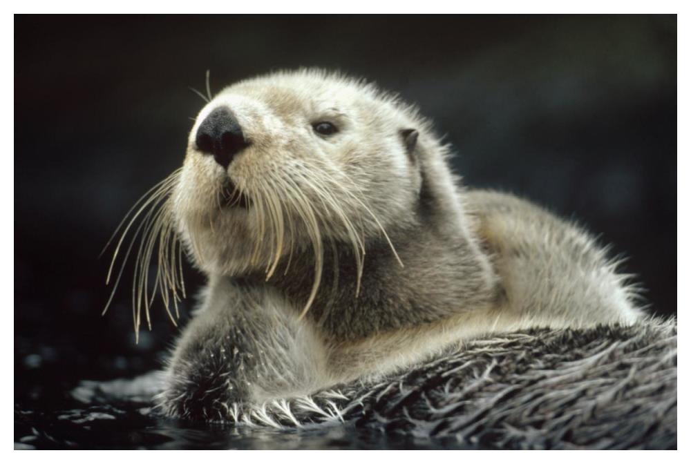 Sea Otter Floating In Kelp, North America-Paper Art-50X34