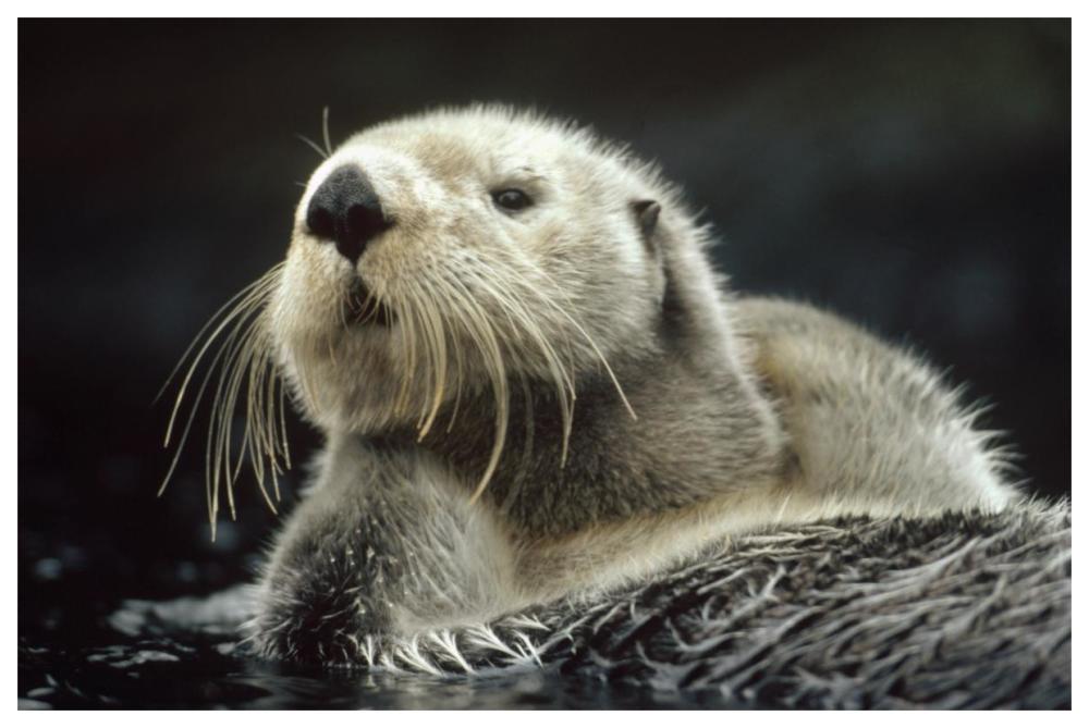 Sea Otter Floating In Kelp, North America-Paper Art-62X42