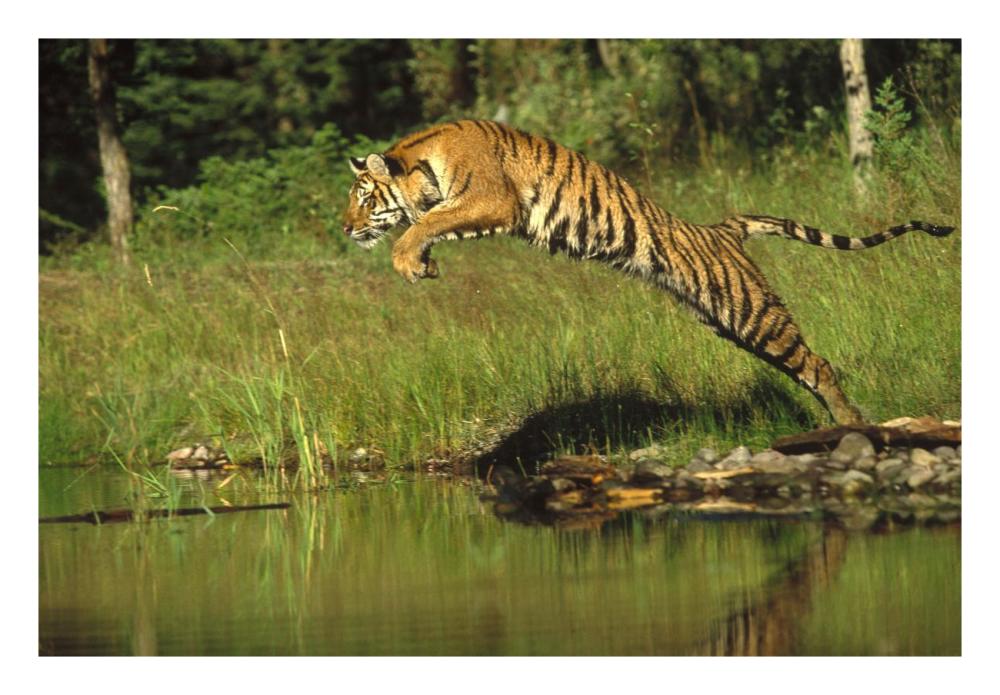 Siberian Tiger Leaping Across River, Asia-Paper Art-26X18