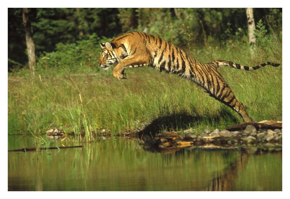 Siberian Tiger Leaping Across River, Asia-Paper Art-38X26