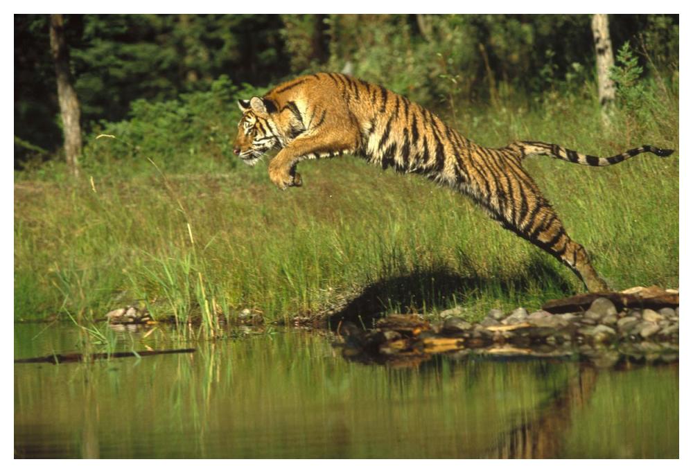 Siberian Tiger Leaping Across River, Asia-Paper Art-50X34