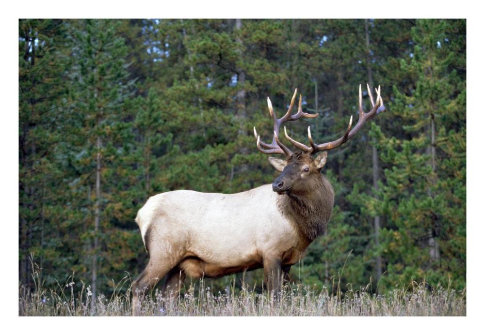 Elk Or Wapiti Male Portrait, North America-Paper Art-26X18
