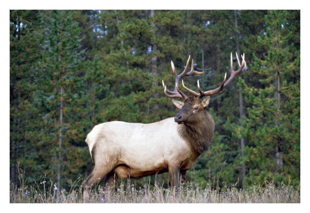 Elk Or Wapiti Male Portrait, North America-Paper Art-32X22