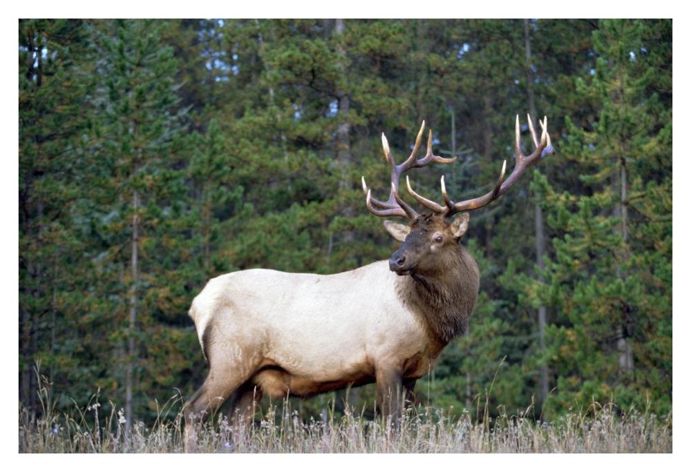 Elk Or Wapiti Male Portrait, North America-Paper Art-38X26