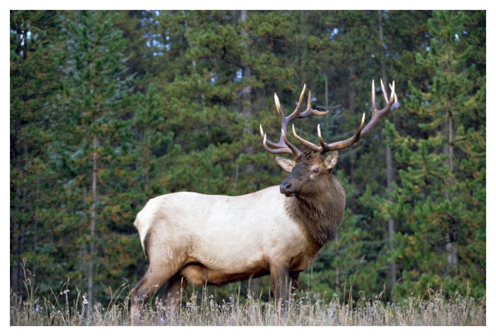 Elk Or Wapiti Male Portrait, North America-Paper Art-50X34