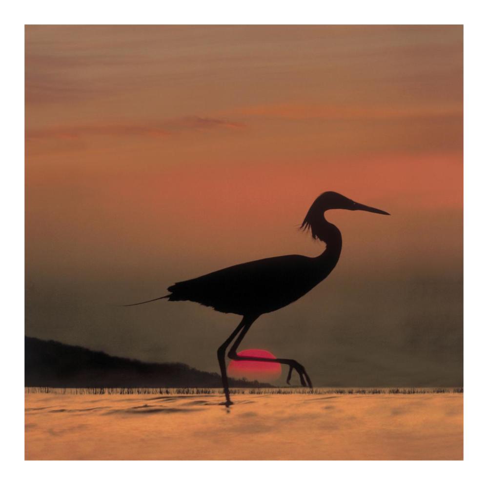 Little Egret Silhouetted At Sunset, Africa-Paper Art-20X20