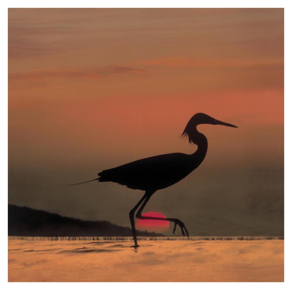 Little Egret Silhouetted At Sunset, Africa-Paper Art-38X38