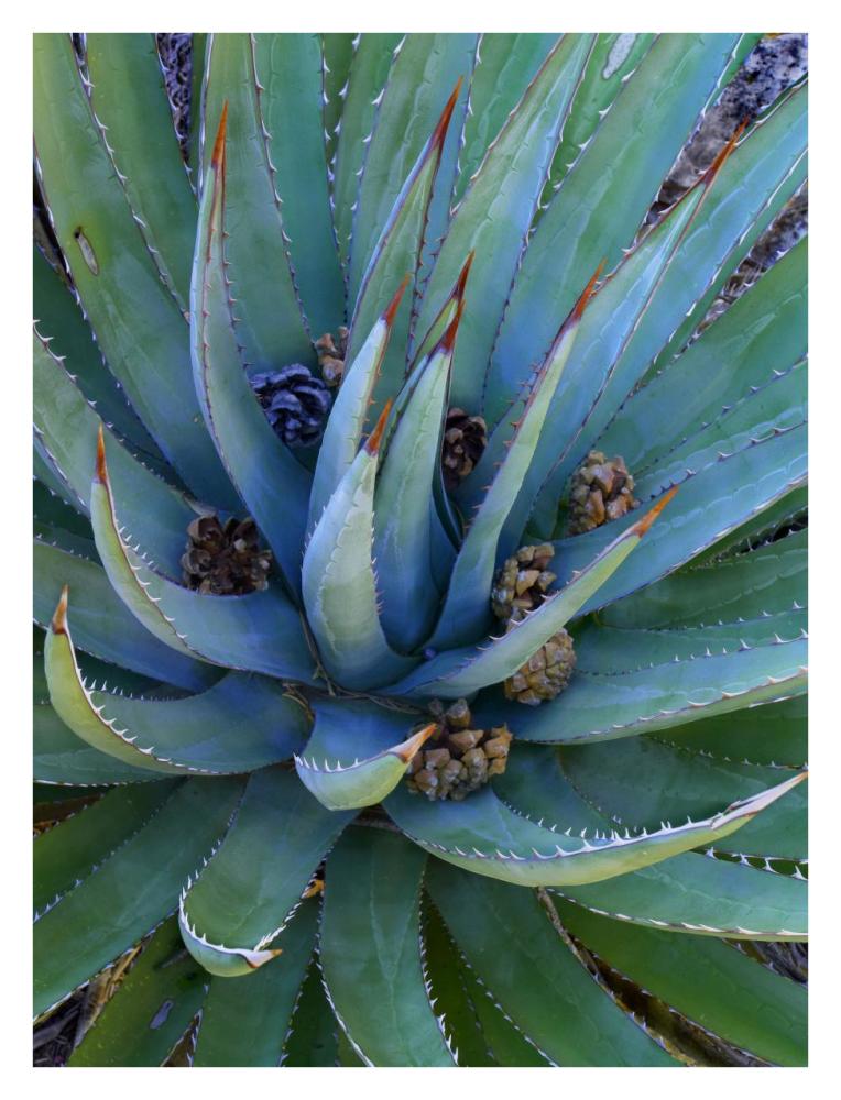 Agave Plants With Pine Cones, North America-Paper Art-26X34