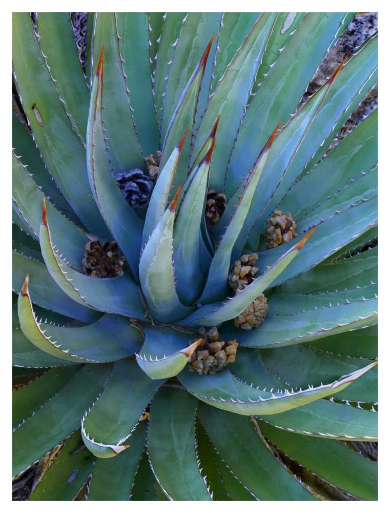Agave Plants With Pine Cones, North America-Paper Art-32X42
