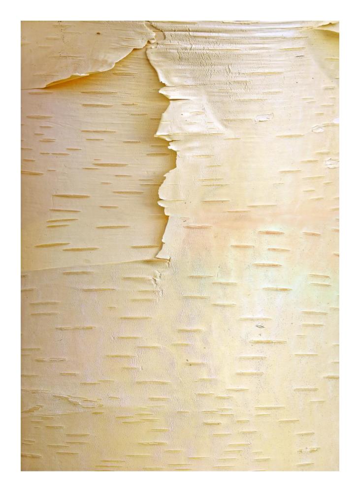 Birch Close Up Of Tree Trunk, North America-Paper Art-17.62X24