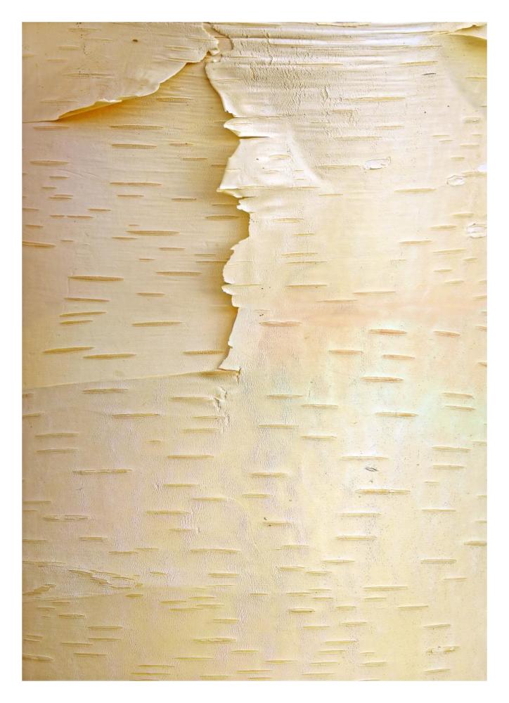 Birch Close Up Of Tree Trunk, North America-Paper Art-23.3X32