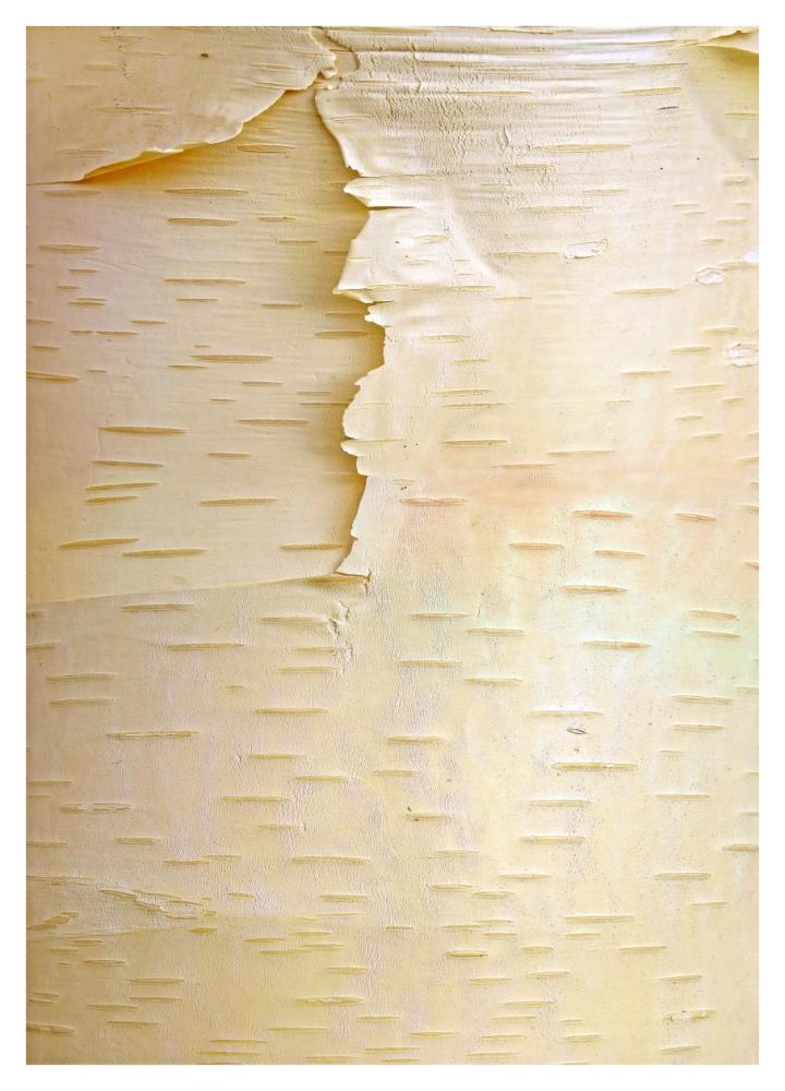 Birch Close Up Of Tree Trunk, North America-Paper Art-30.4X42