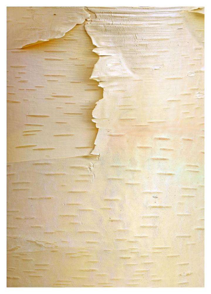 Birch Close Up Of Tree Trunk, North America-Paper Art-33.24X46