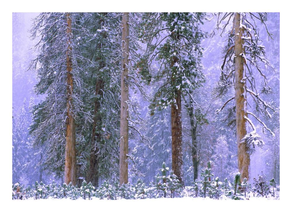 Winter In Yosemite National Park, California-Paper Art-24X17.4