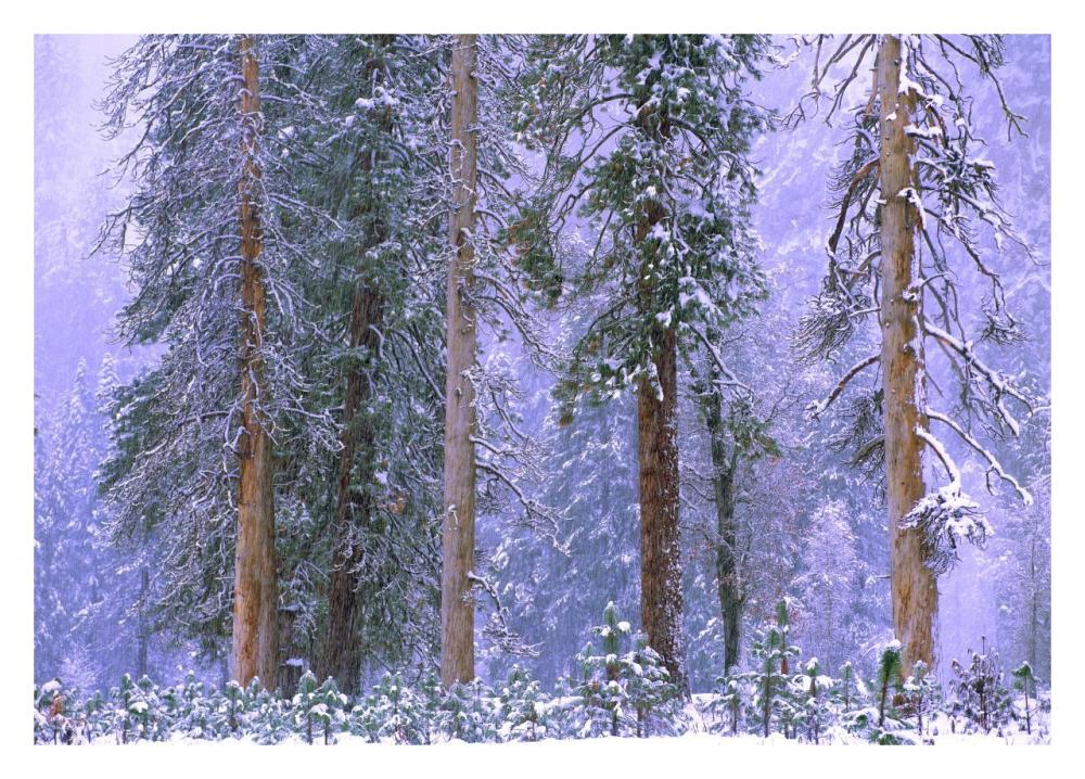 Winter In Yosemite National Park, California-Paper Art-32X23