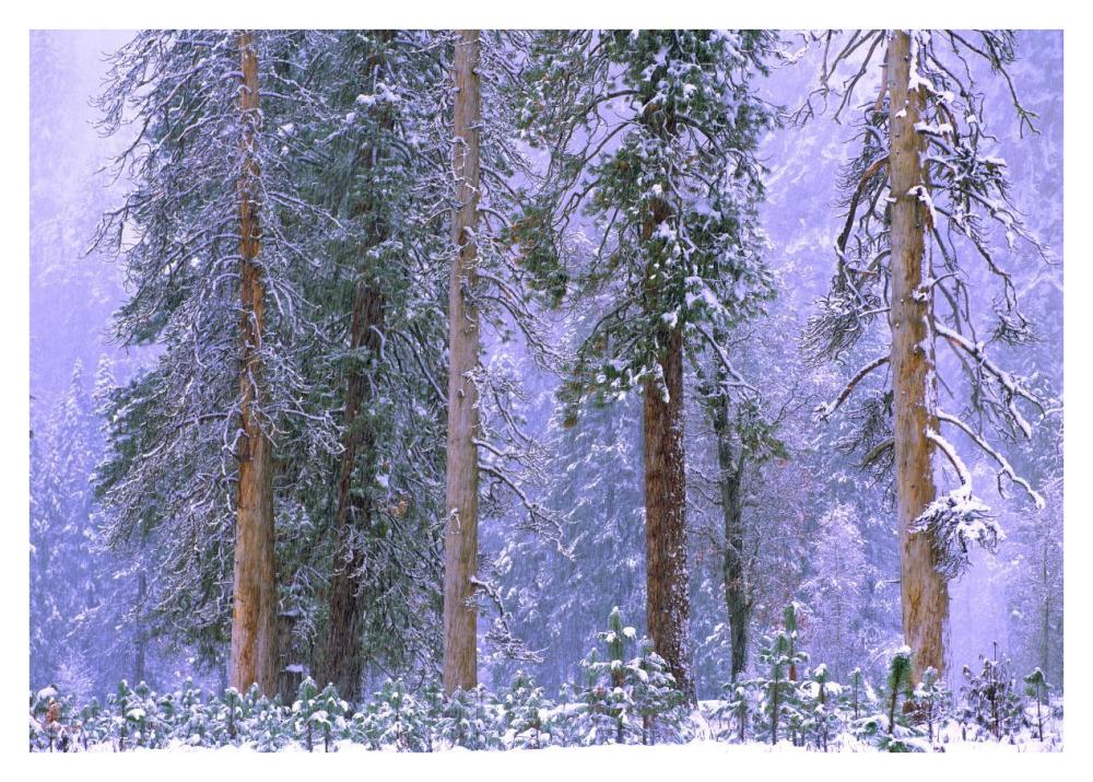 Winter In Yosemite National Park, California-Paper Art-38X27.2