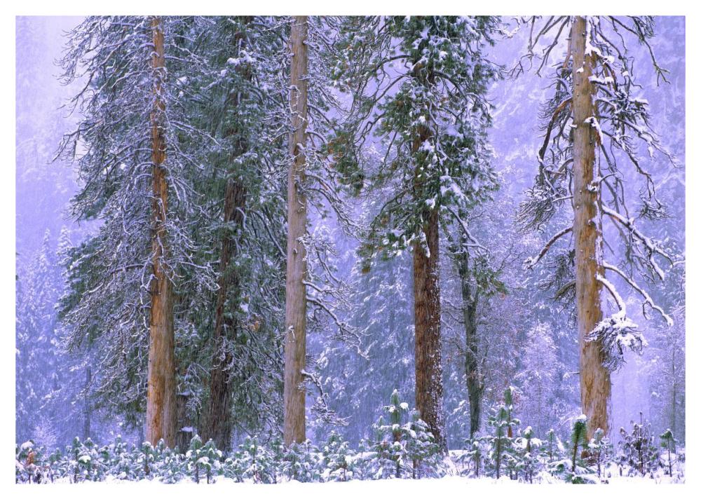Winter In Yosemite National Park, California-Paper Art-46X32.8