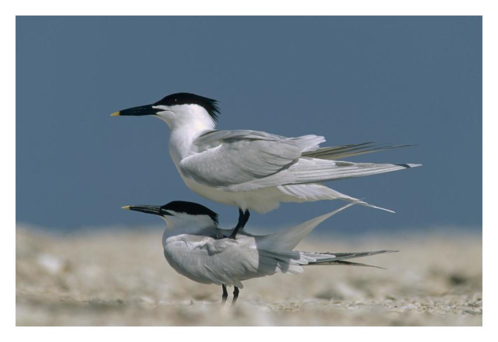 Sandwich Tern Couple Courting, North America-Paper Art-32X22