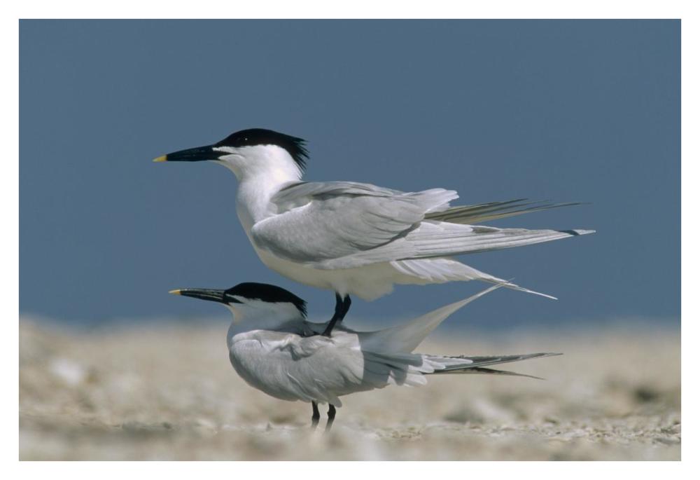 Sandwich Tern Couple Courting, North America-Paper Art-38X26