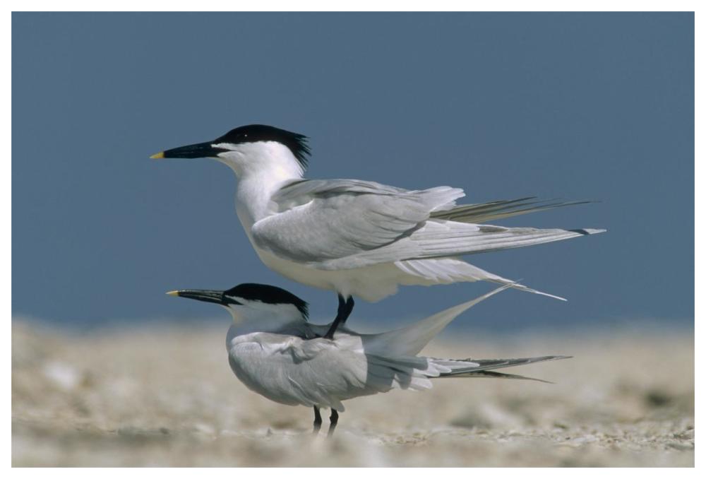 Sandwich Tern Couple Courting, North America-Paper Art-62X42