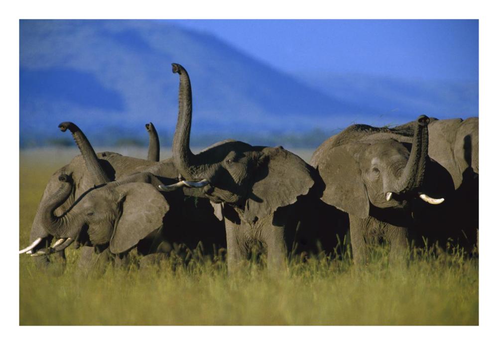 African Elephant Herd Sniffing The Air, Kenya-Paper Art-26X18