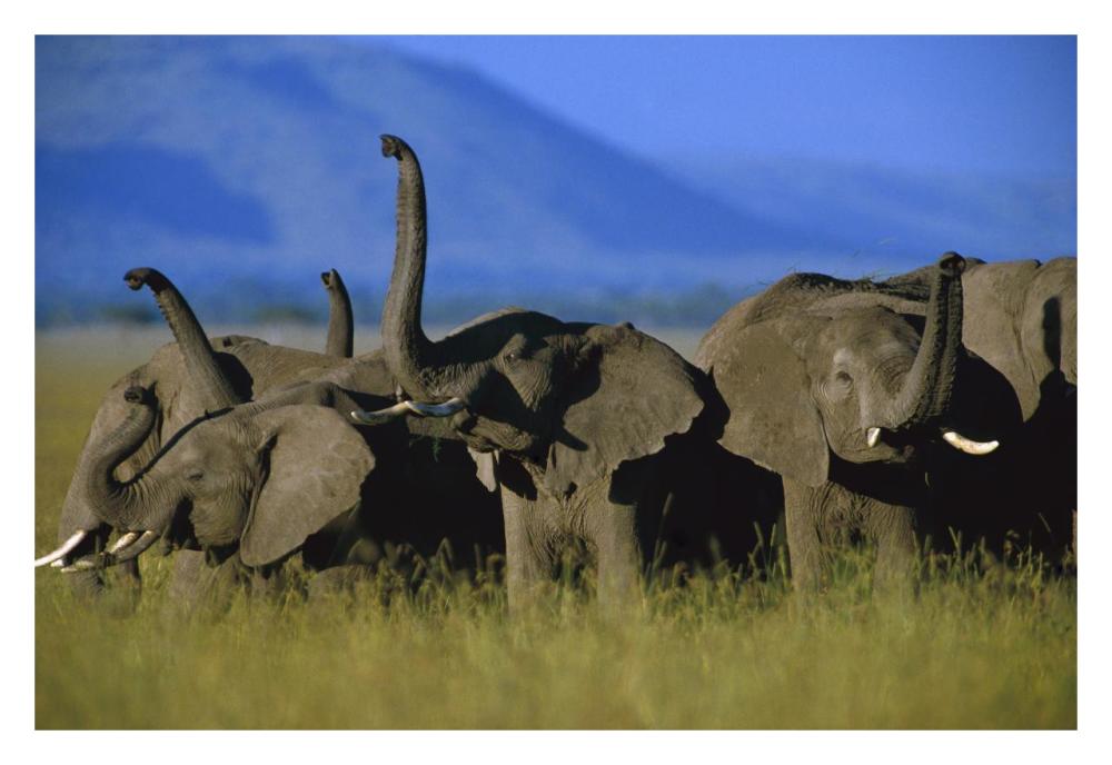 African Elephant Herd Sniffing The Air, Kenya-Paper Art-32X22