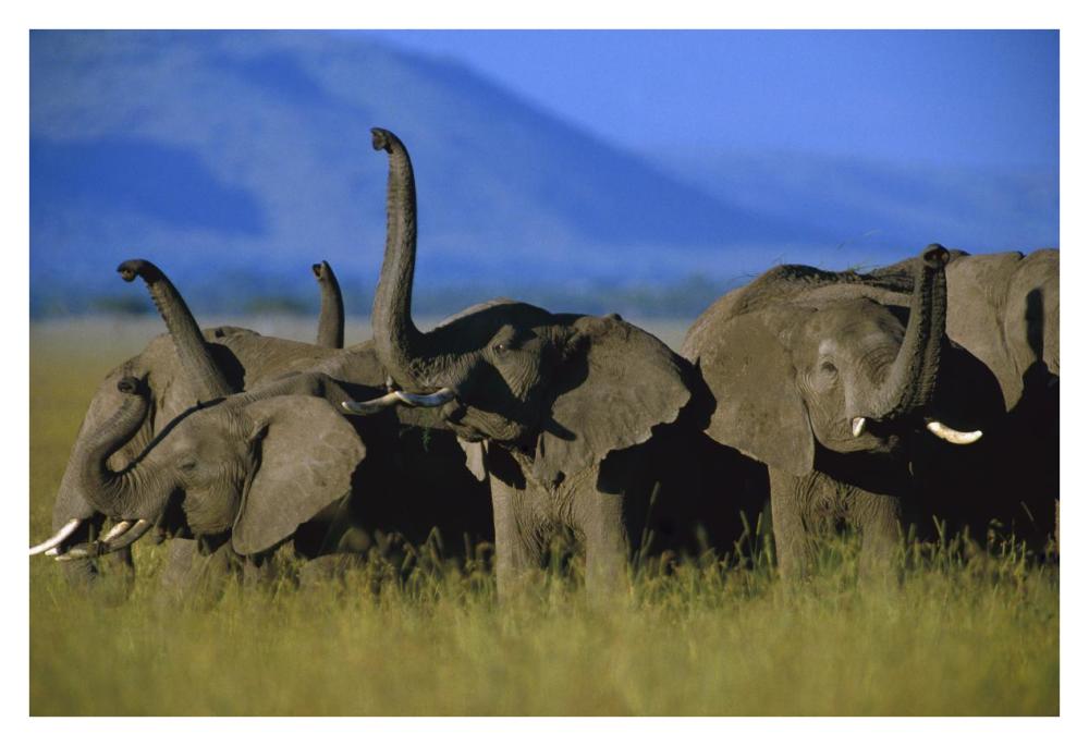 African Elephant Herd Sniffing The Air, Kenya-Paper Art-38X26