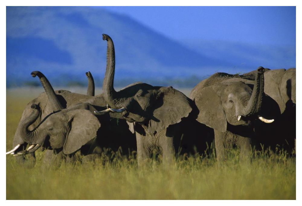African Elephant Herd Sniffing The Air, Kenya-Paper Art-50X34