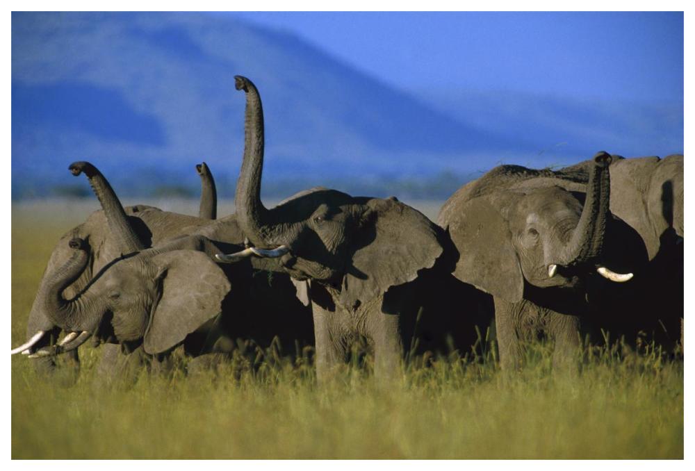 African Elephant Herd Sniffing The Air, Kenya-Paper Art-62X42