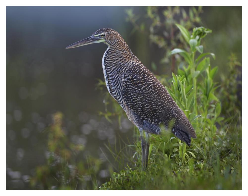 Bare-Throated Tiger Heron Portrait, Costa Rica-Paper Art-42X32