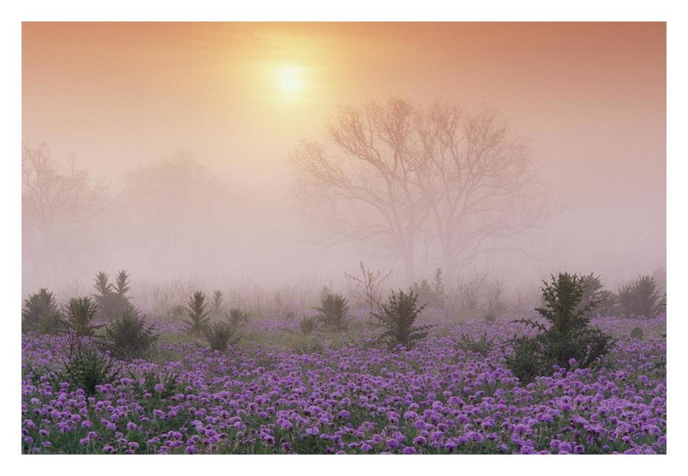 Sand Verbena Foggy Sunrise, Hill Country, Texas-Paper Art-32X22